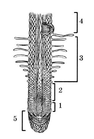 Конец кончик корень. Ослизнение корня. Модель строения корня для незрячих. Особенности клеток зоны всасывания корня.