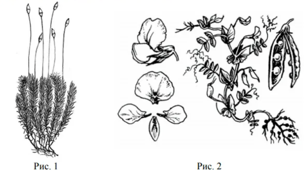 На рисунке 1 изображено растение и внутреннее. К какому классу относится растение изображенное на рисунке. Спорофит рисунок карандашом. К какому классу относят растение лист которого показан на рисунке.