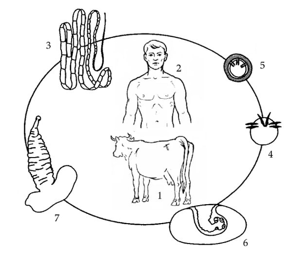 Проникновение онкосфер через стенку кишечника в кровеносное русло превращение онкосфер в финны